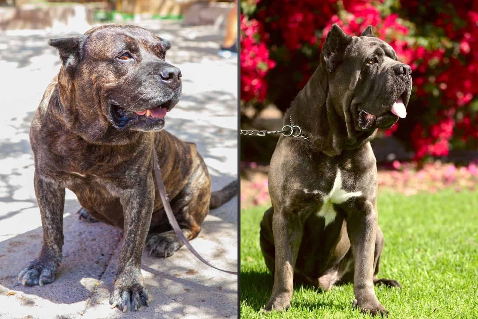 presa canario and cane corso in different images resting looking away with leash on