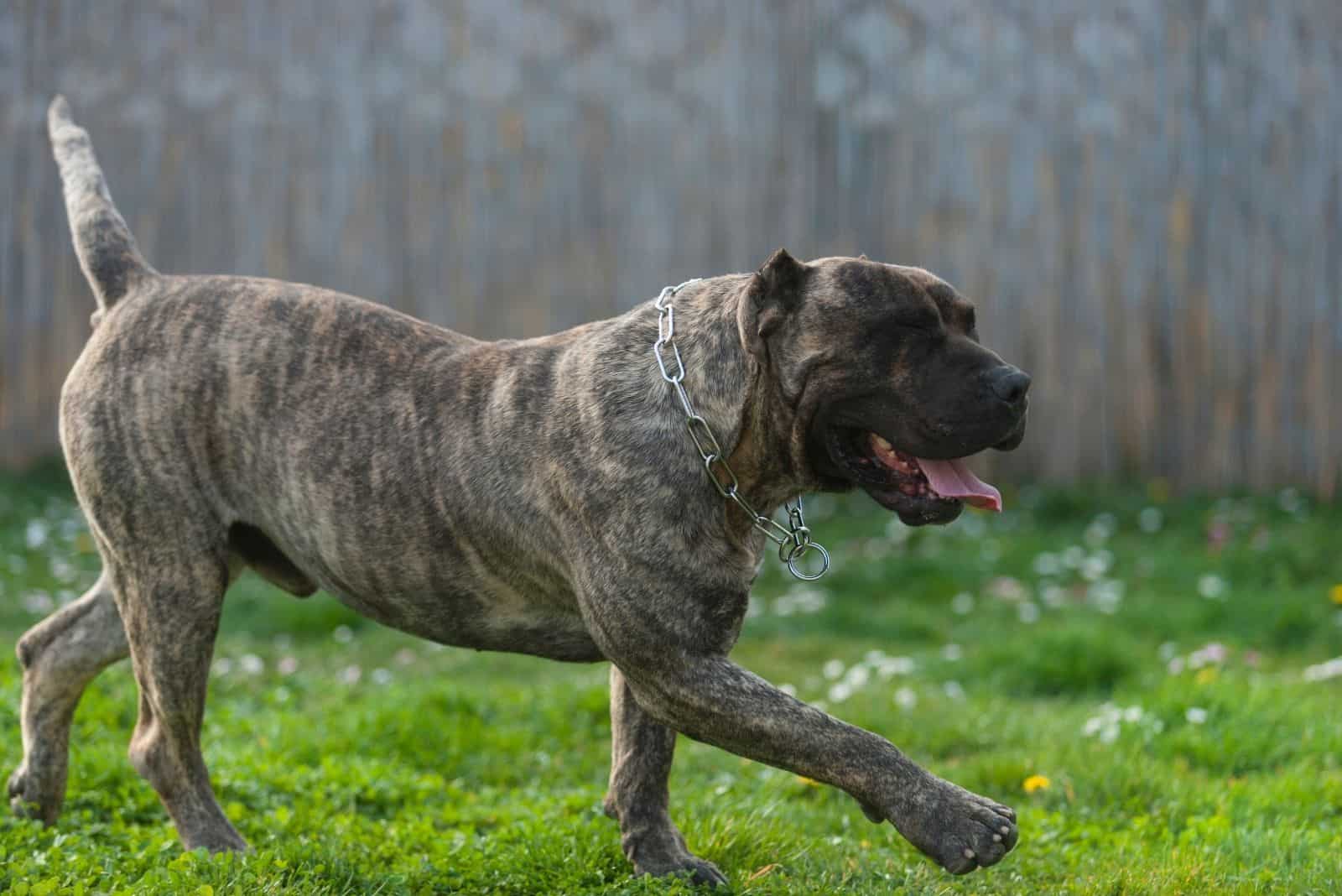 presa canario dog walking in the lawn during the day