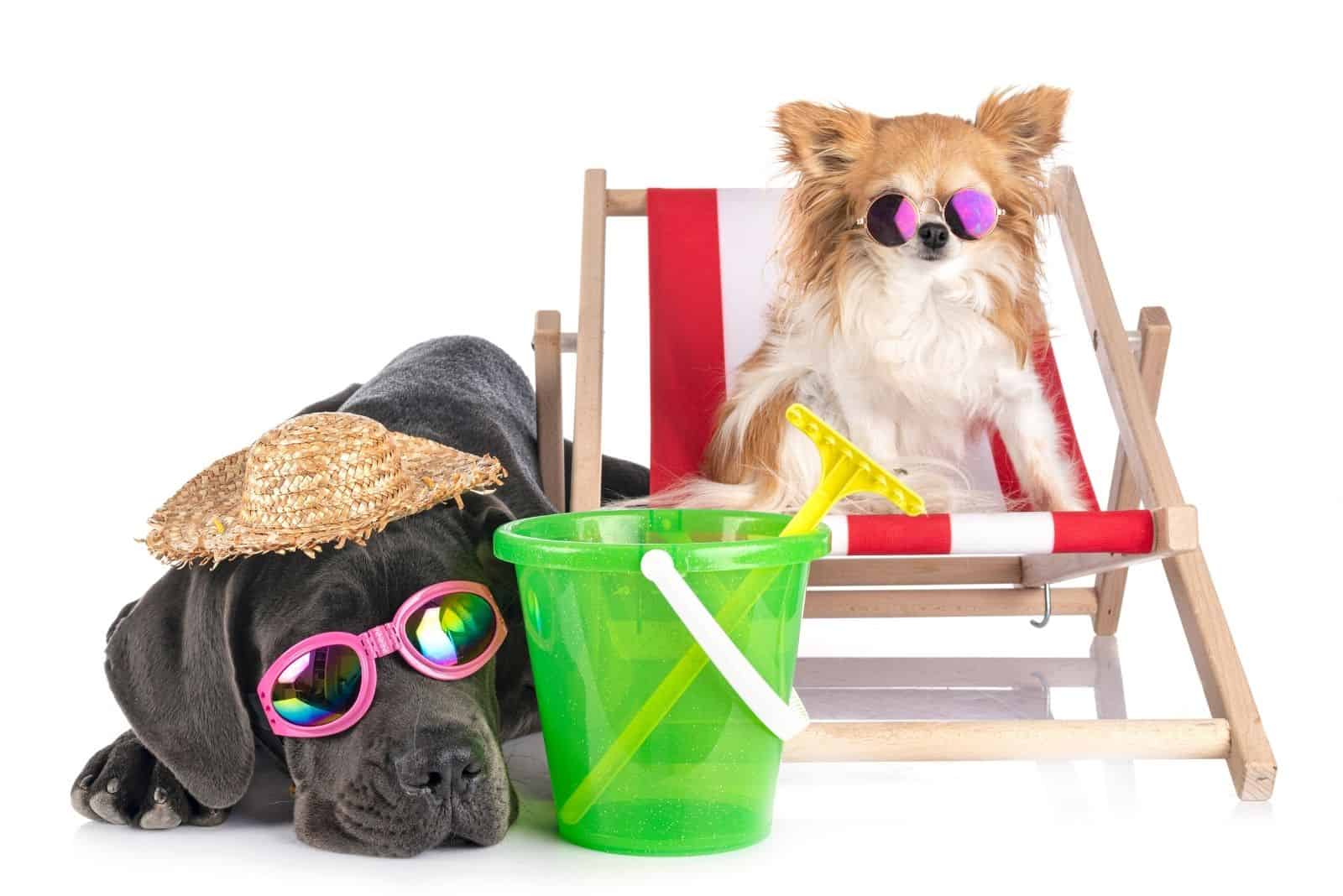 puppy great dane with a chihuahua adorned with sunglasses depicting beach outdoor on white background