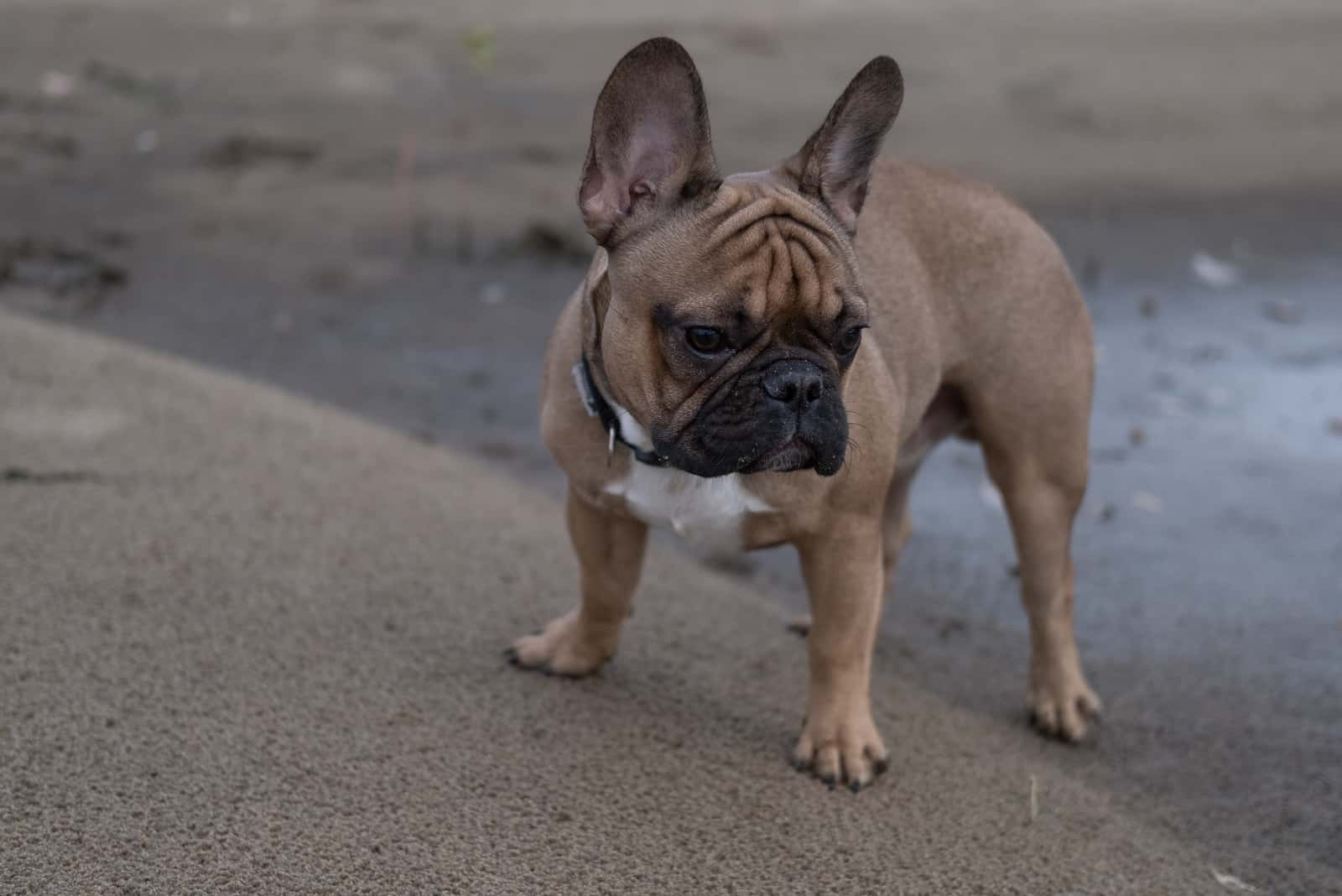 Chocolate French Bulldog All On This Rare Coat Color