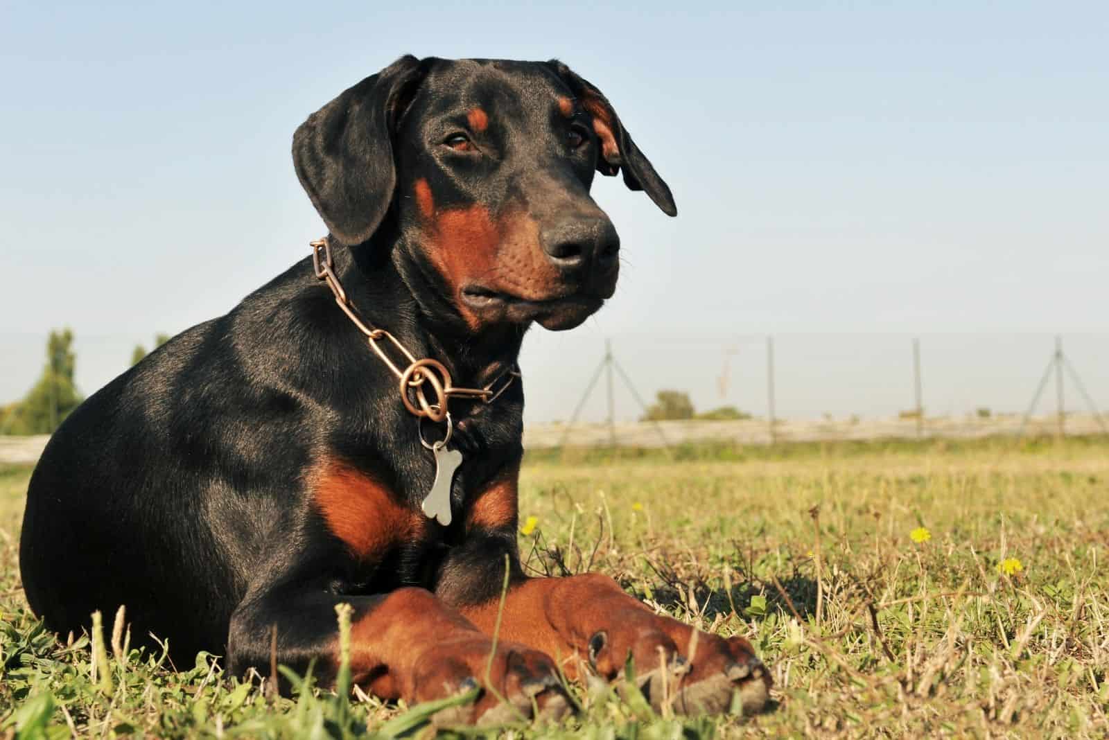 pure bred doberman lying down in the outdoors green grass