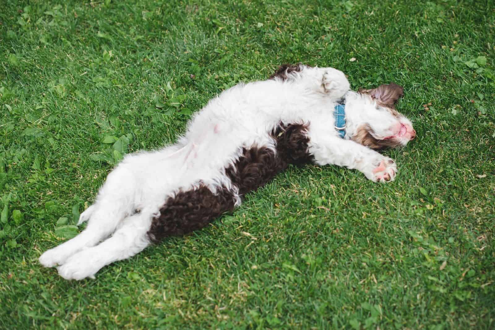 sable bernedoodle stretching and rolling in the grass lawn
