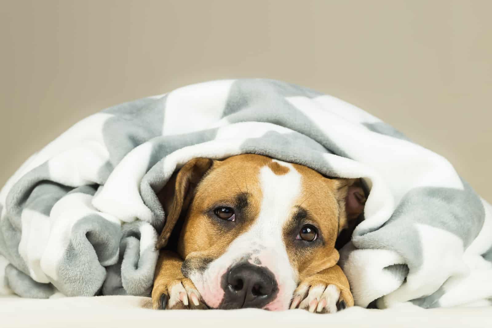 sad dog lies covered with a blanket