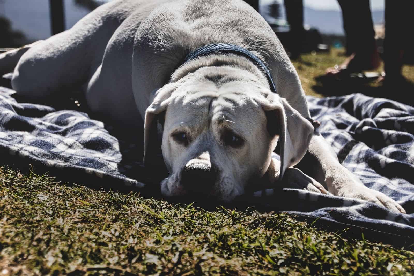 sick dog lying down on a cloth mat outdoors