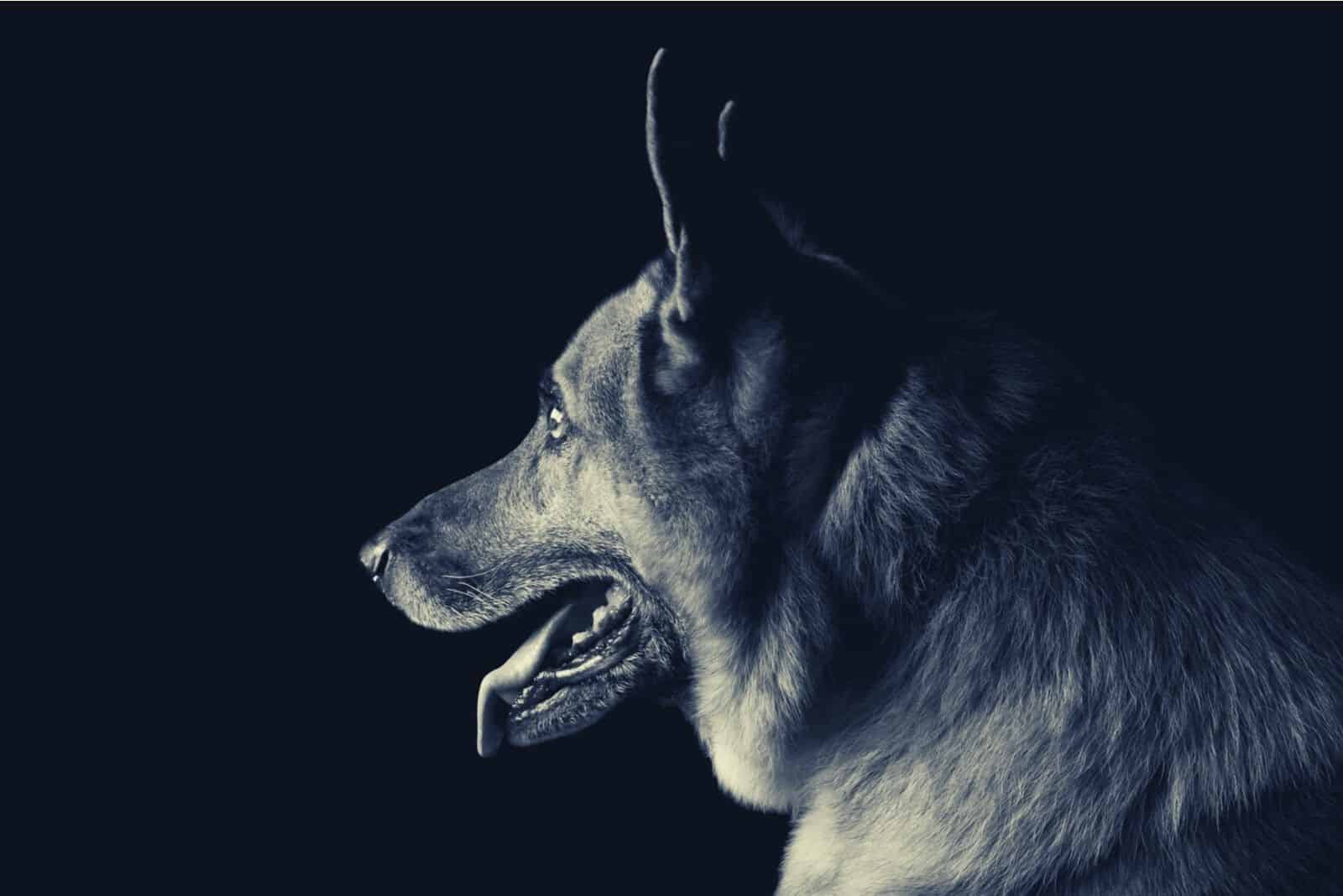 sideview of a german shepherd inside a dark room