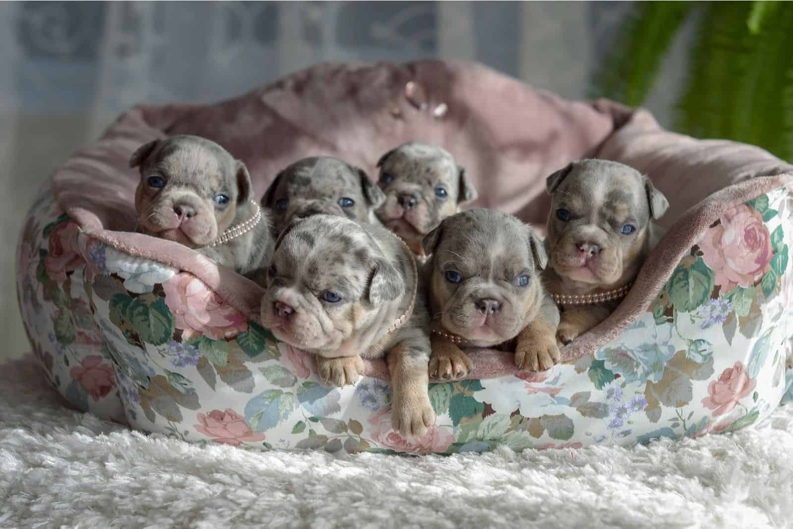 small blue merle puppies lying down next to each other inside a puppy bed