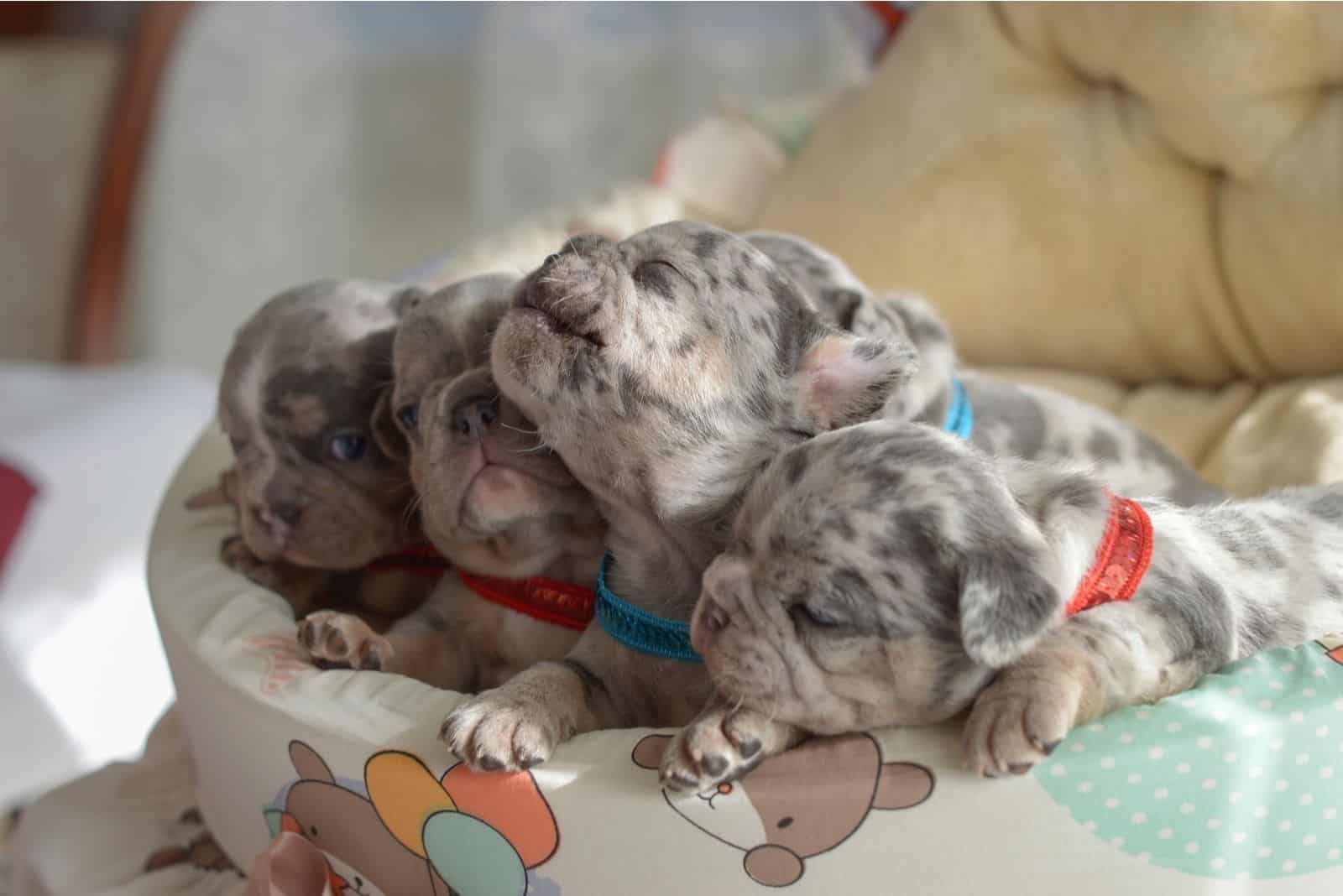 small blue merle puppies sleeping next to each other inside having fun