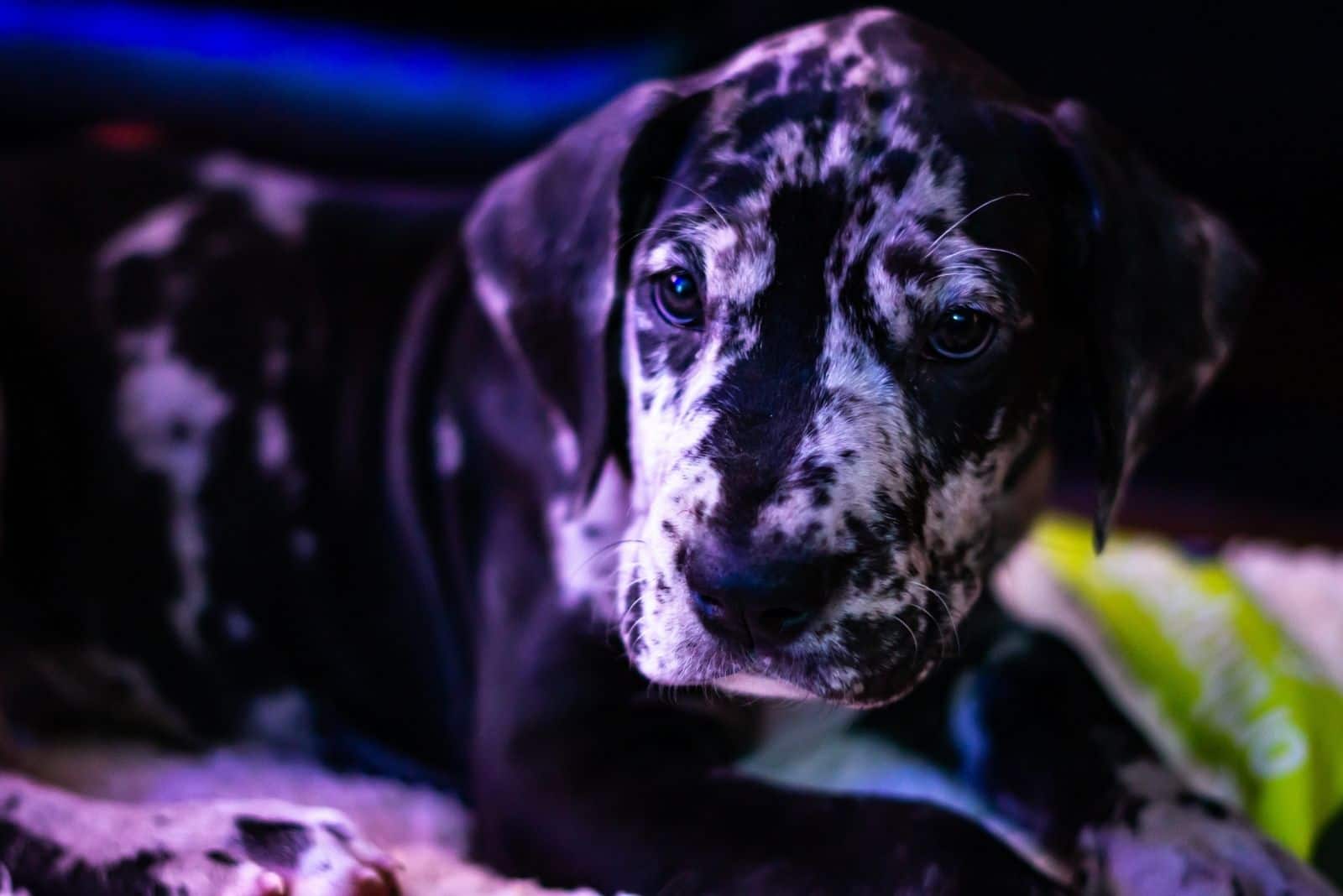 small great dane resting indoors in blue color photography 