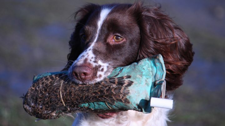 springer spaniel