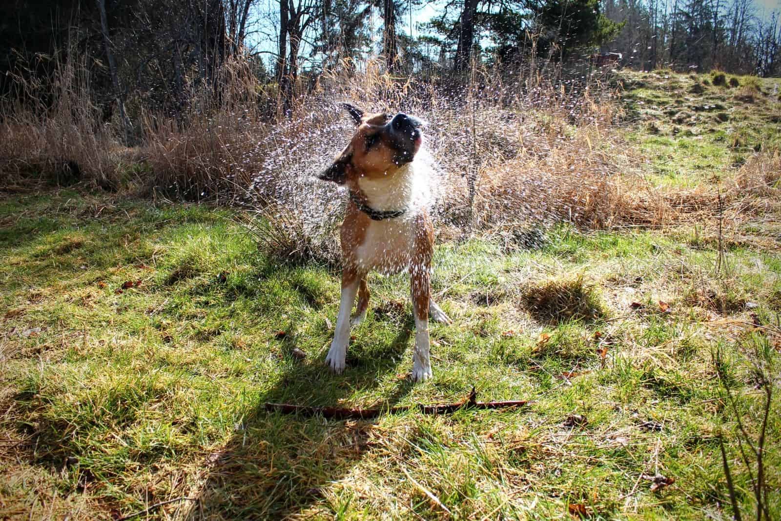 tan and white dog shakes water off after a swim outdoors