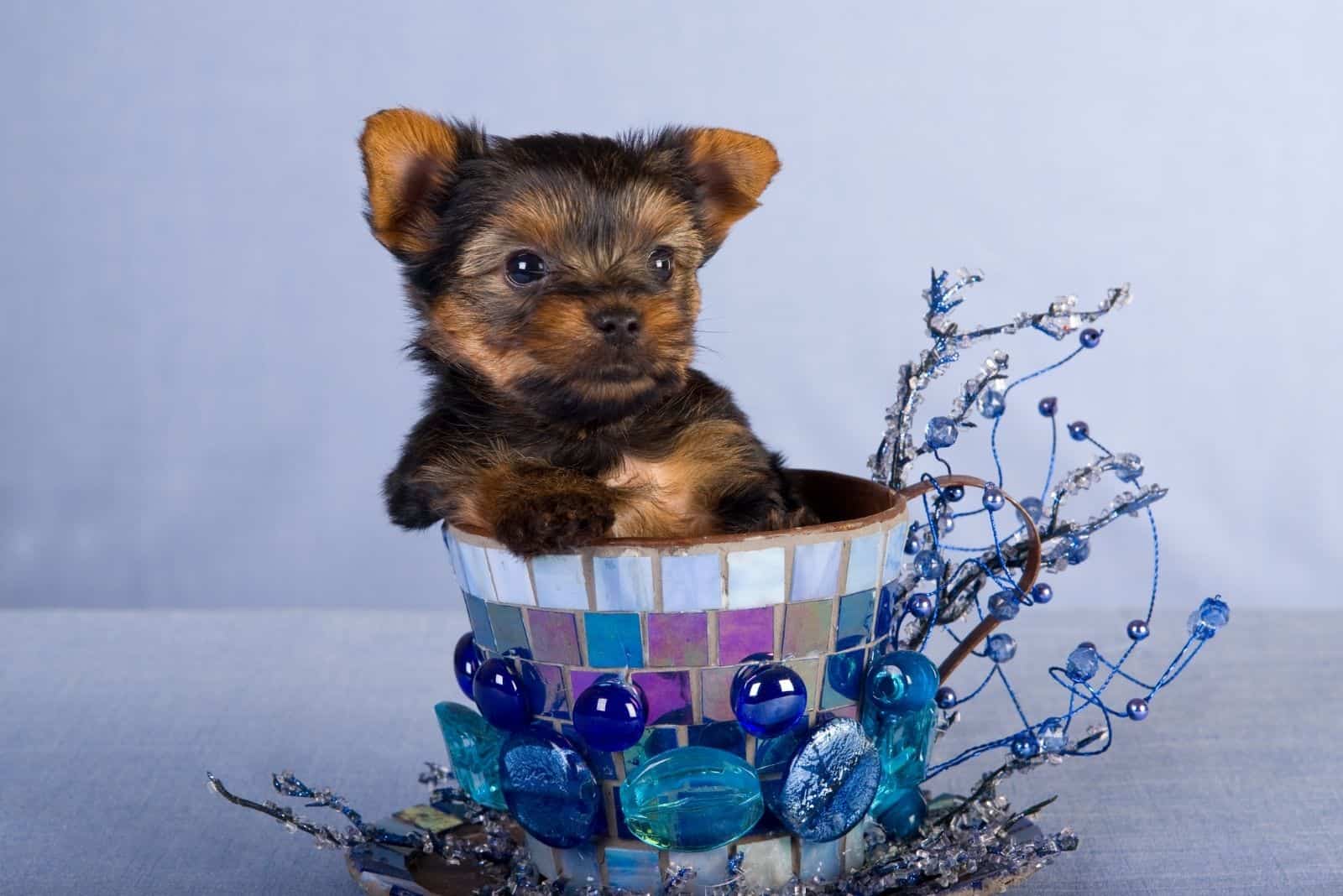 teacup yorkshire puppy inside a big teacup adorned with blue stones and twigs
