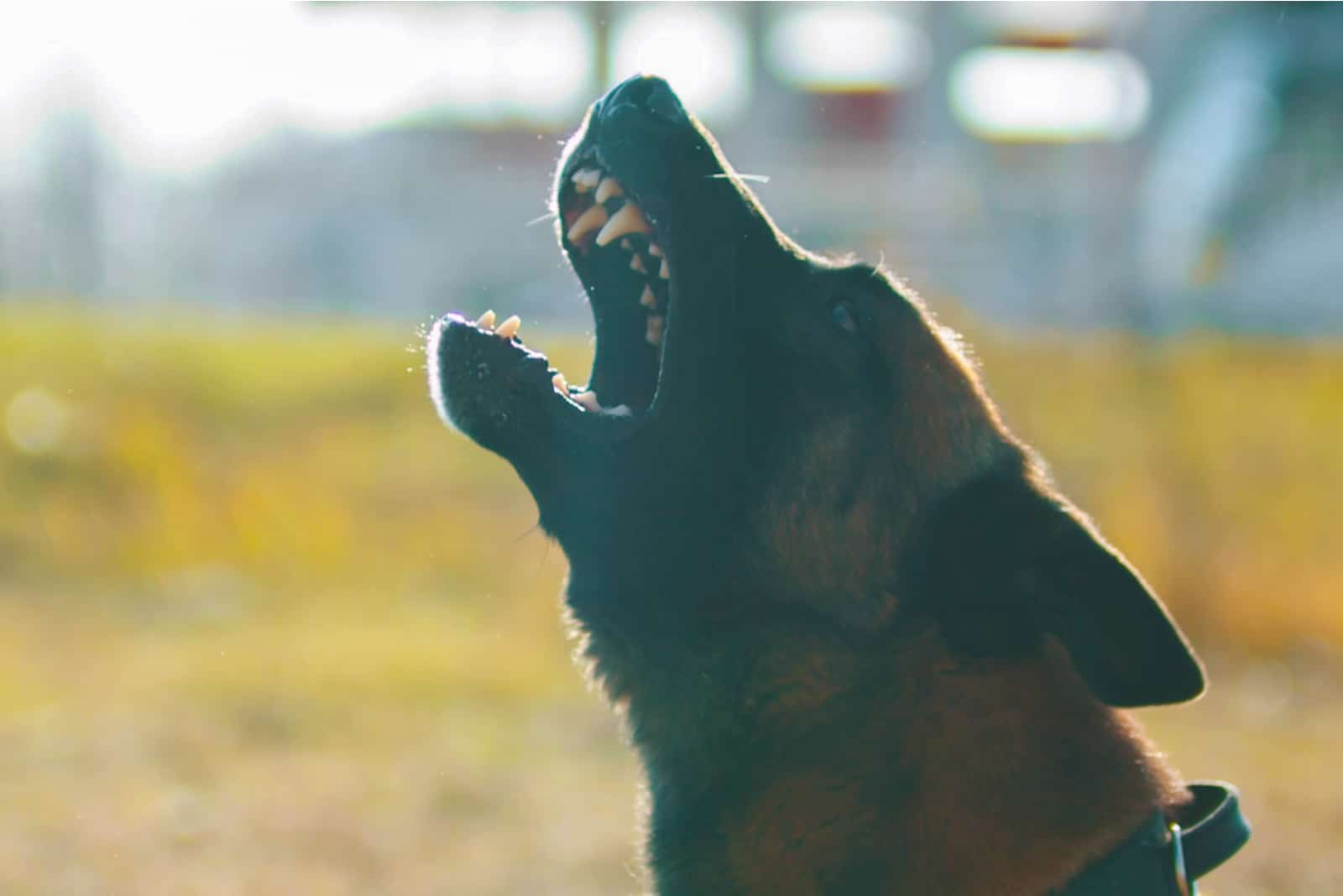 the German Shepherd barks