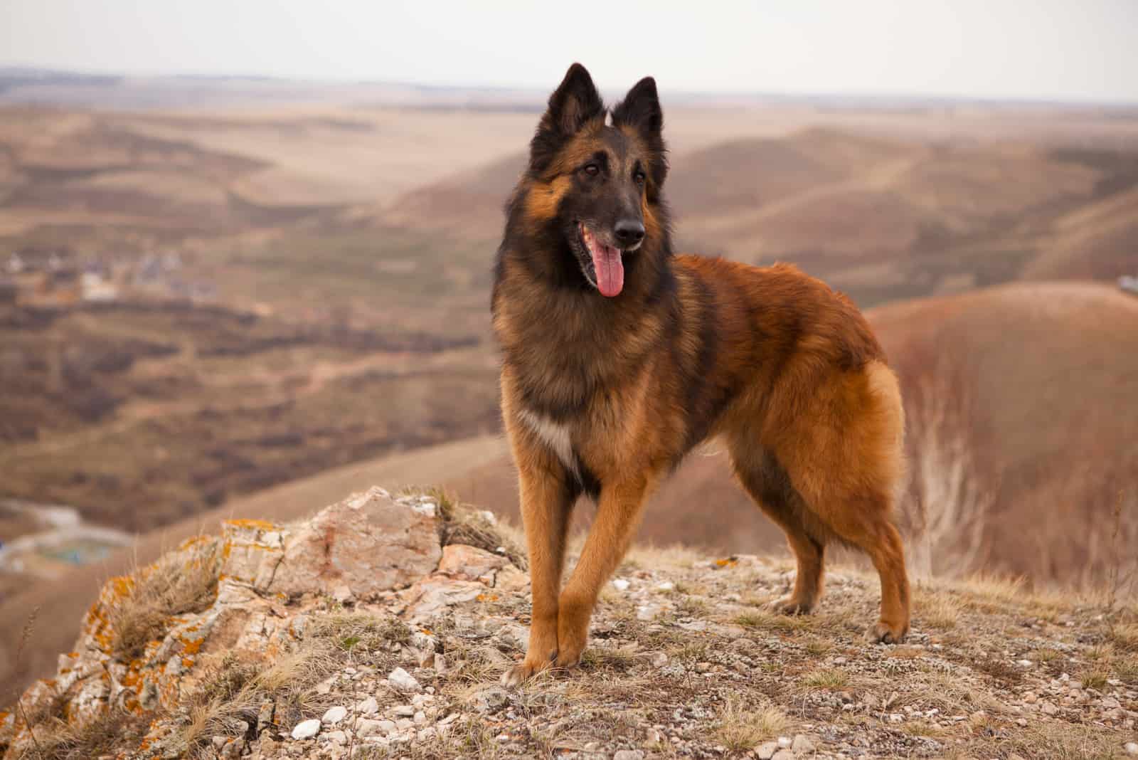 the beautiful Tervuren stands on a rock
