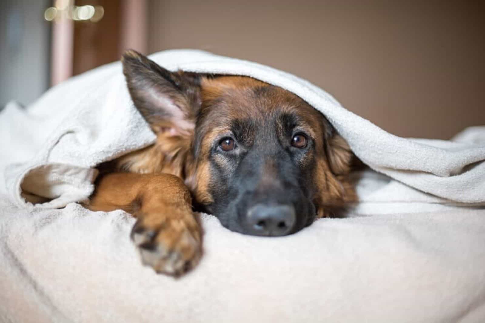 the crossbreed dog lies in bed wrapped in a white blanket