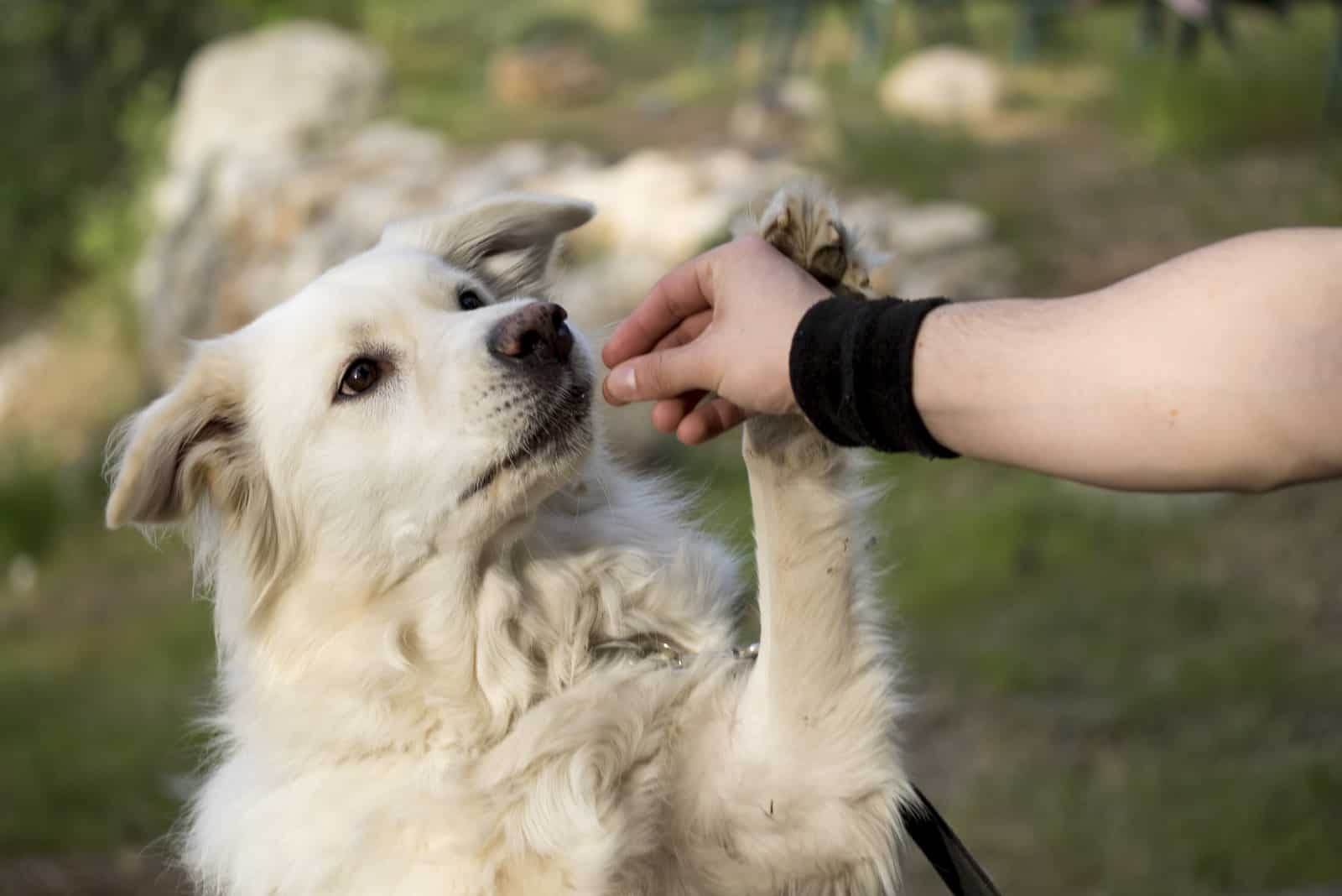 the dog eats a snack from the person's hand