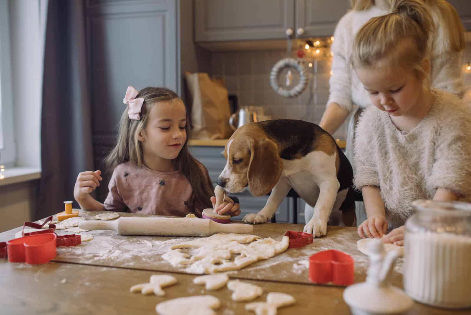 girl gives the dog a cake