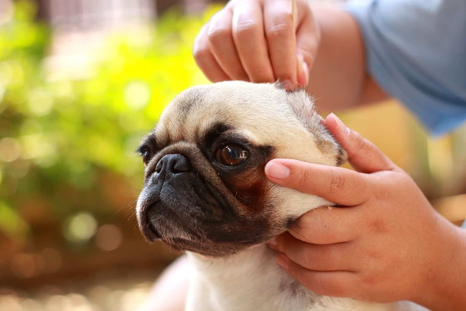 the man cleans the dog's ears