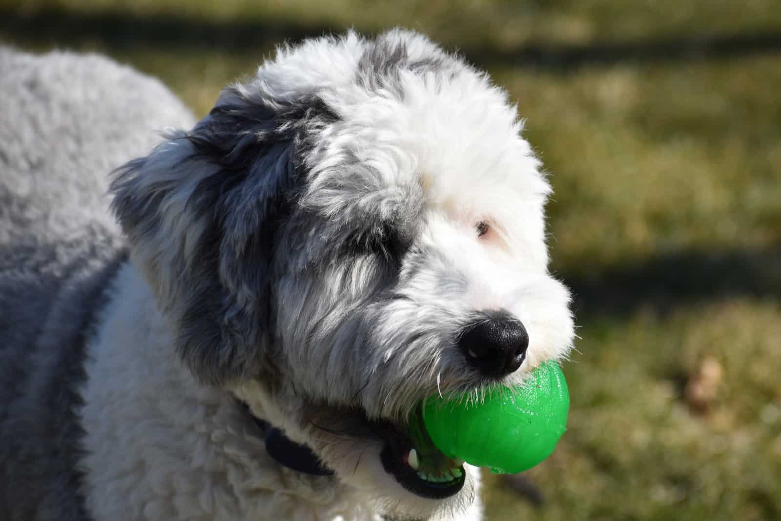 the mini sheepadoodle holds the ball in his mouth