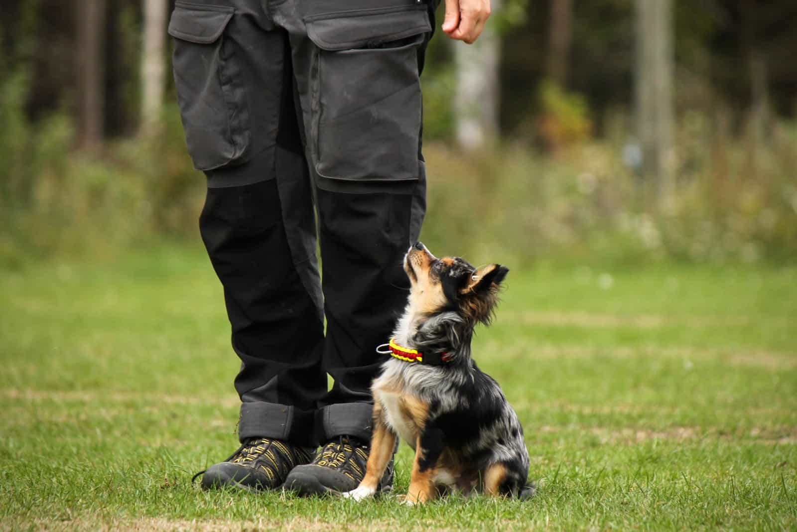 the owner trains merle Chihuahuas