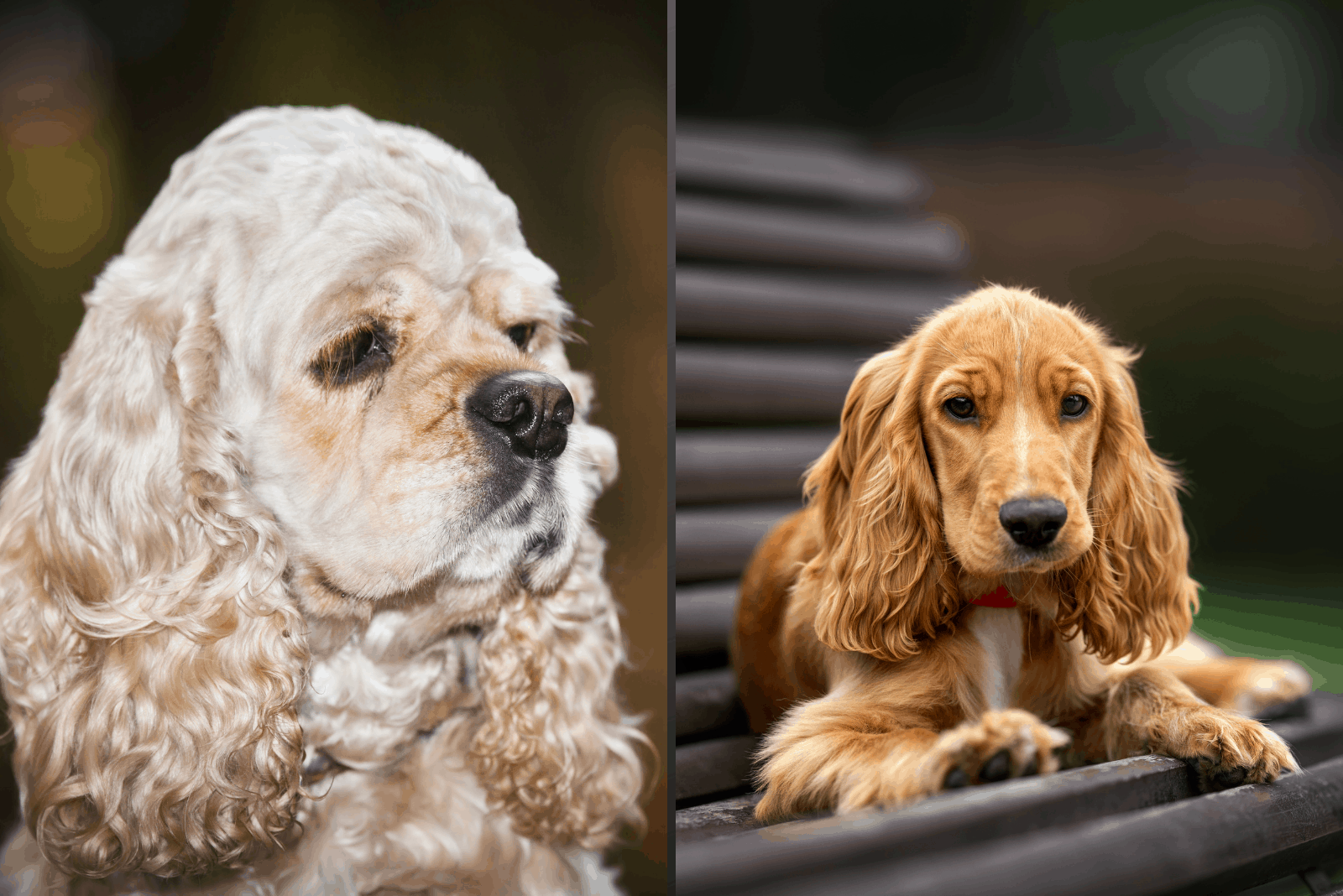 two cocker spaniels placed in two frames with English and American breed