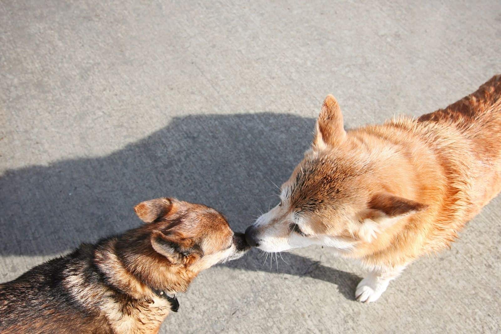 two dogs touching noses meeting on the road on top angle