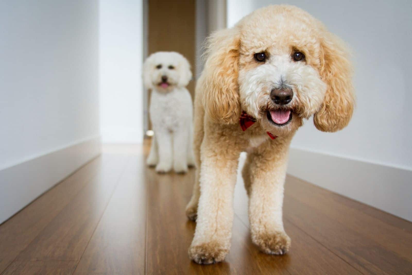 two goldendoodle dogs standing in the hallway of the house