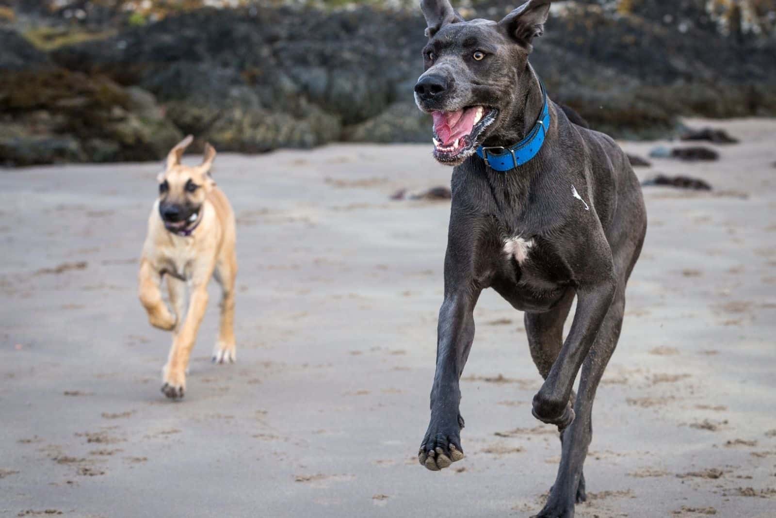 two great danes running in the beach during the day