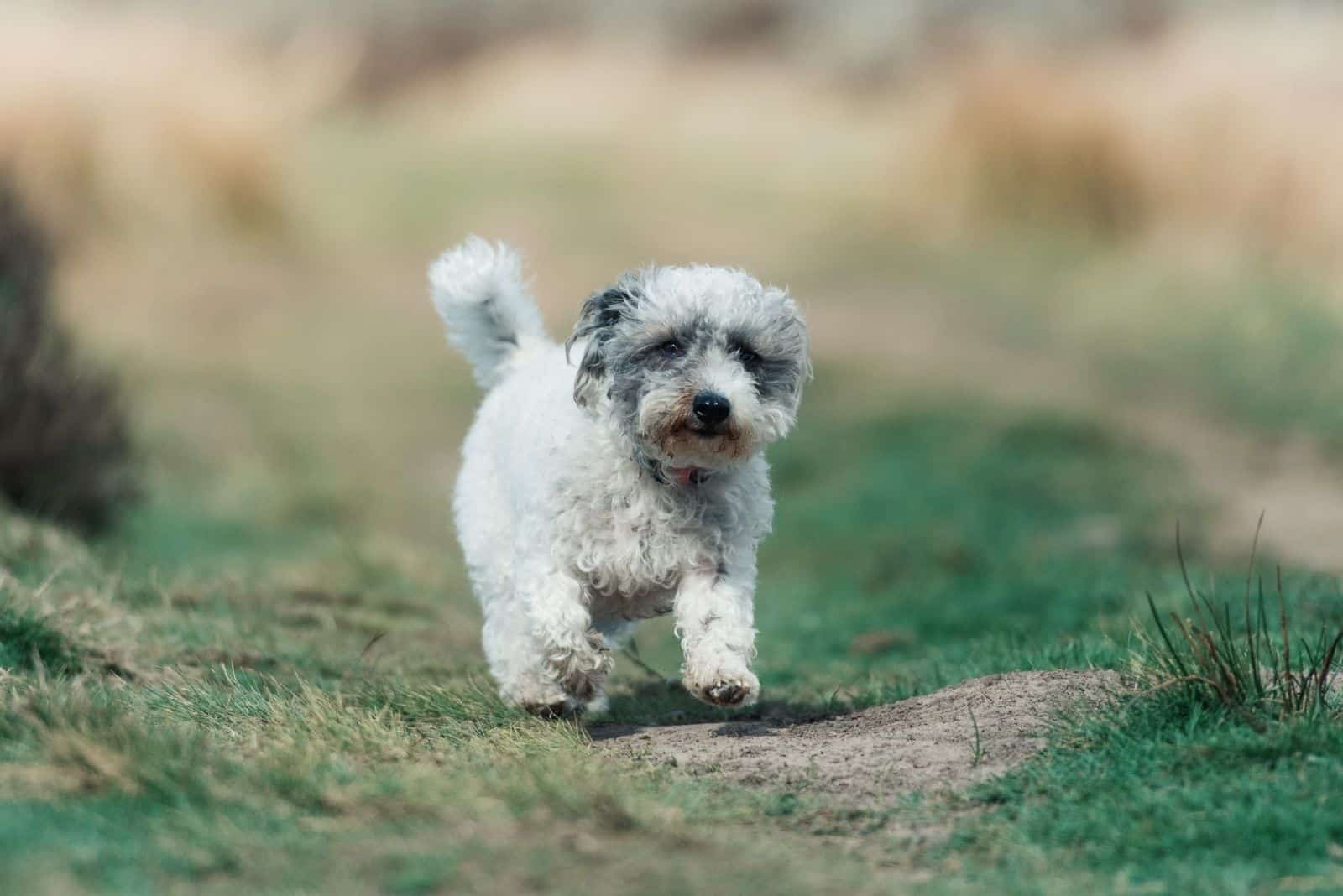 walking poodle mix breed in the summertime of UK countryside