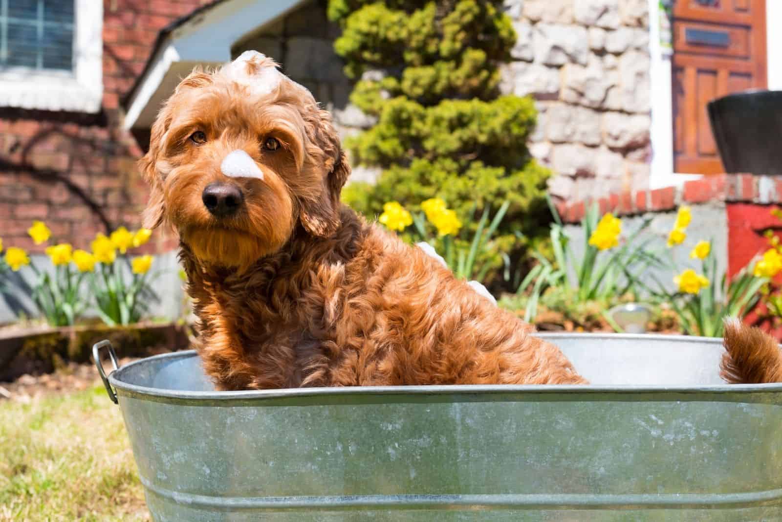 wet miniature goldendoodle taking a bath a tin tub outdoors