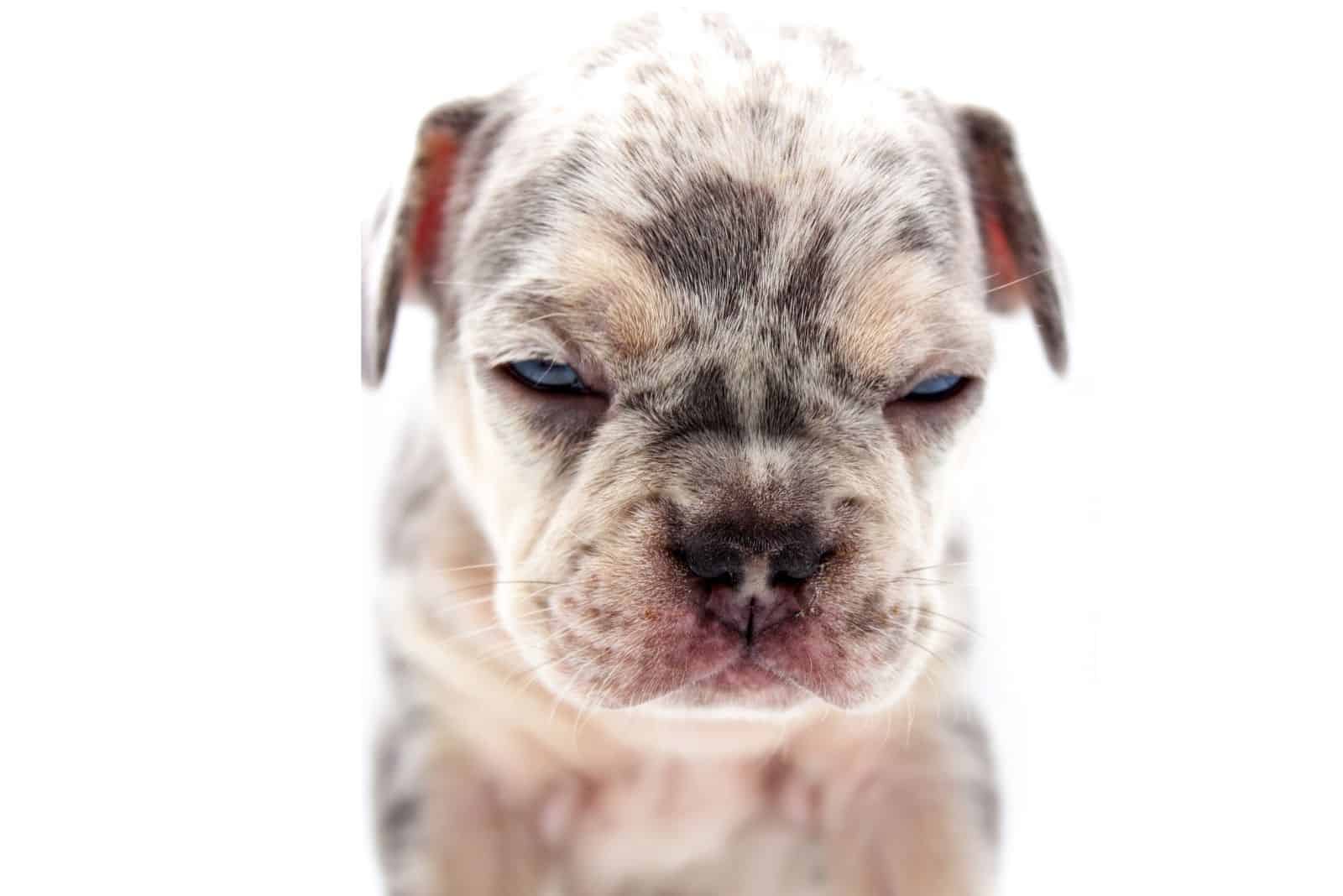 white and brown short coated bulldog in white background