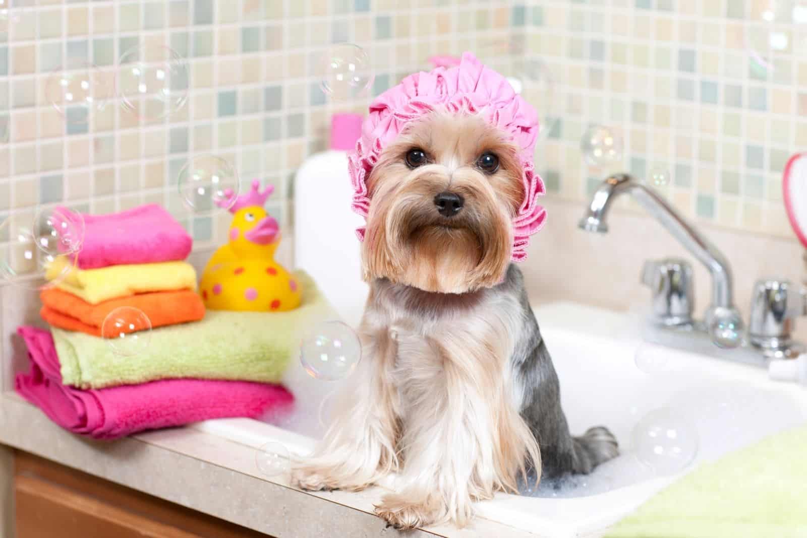 yorkshire terrier enjoying a clean bath at the tub with pink head cap