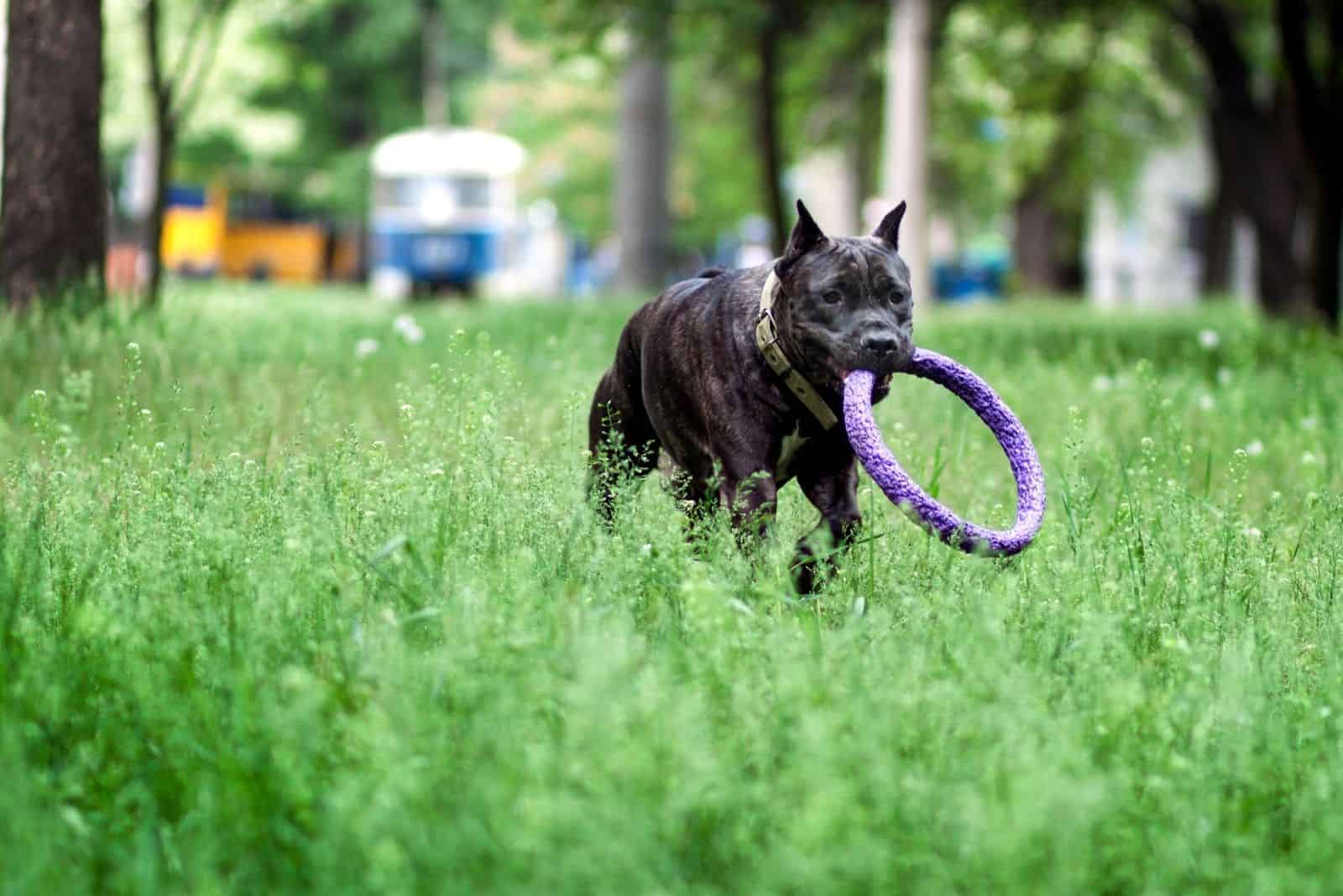young cane corso dog playing in the park 