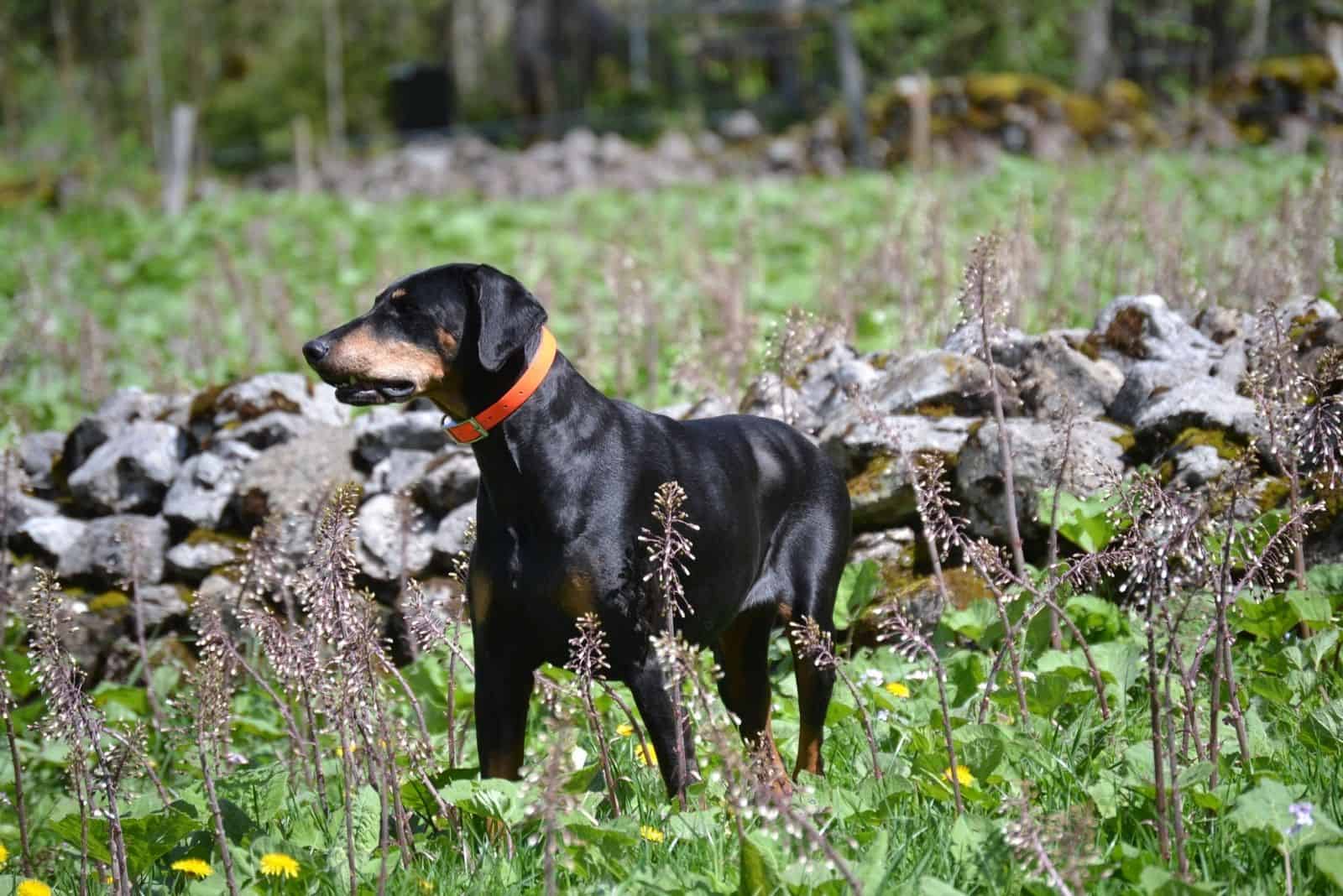young doberman purebred in nature standing 