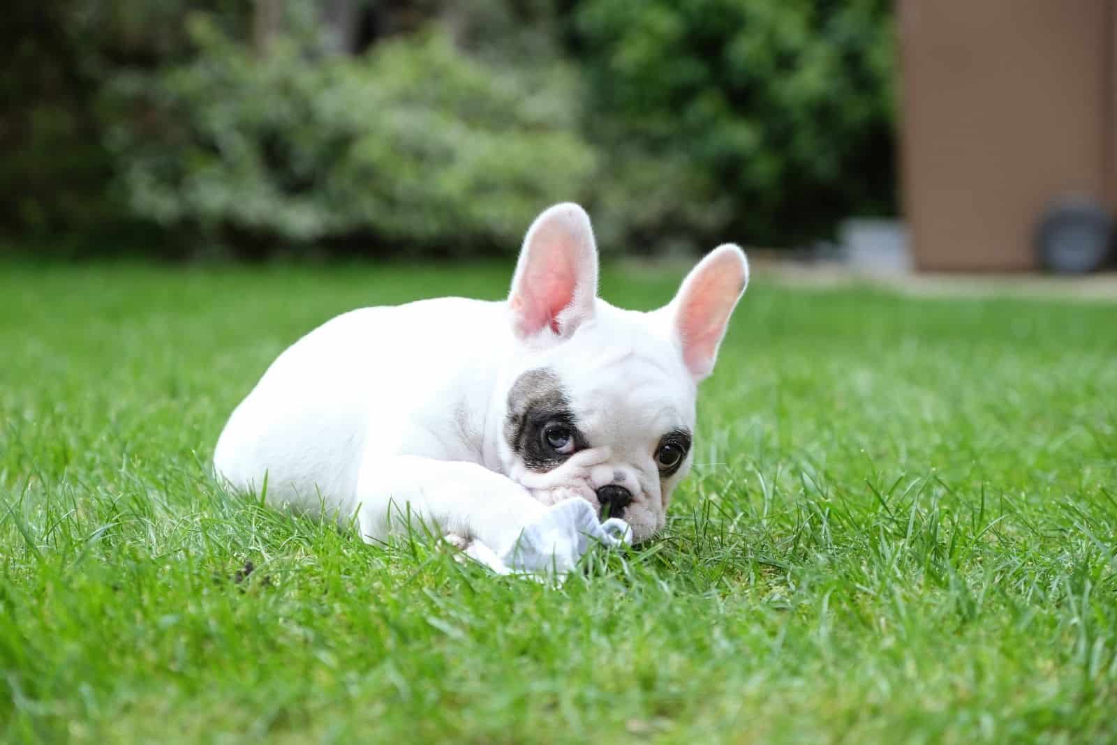 9 weeks old pied frenchie bulldog lying down in the grass lawn