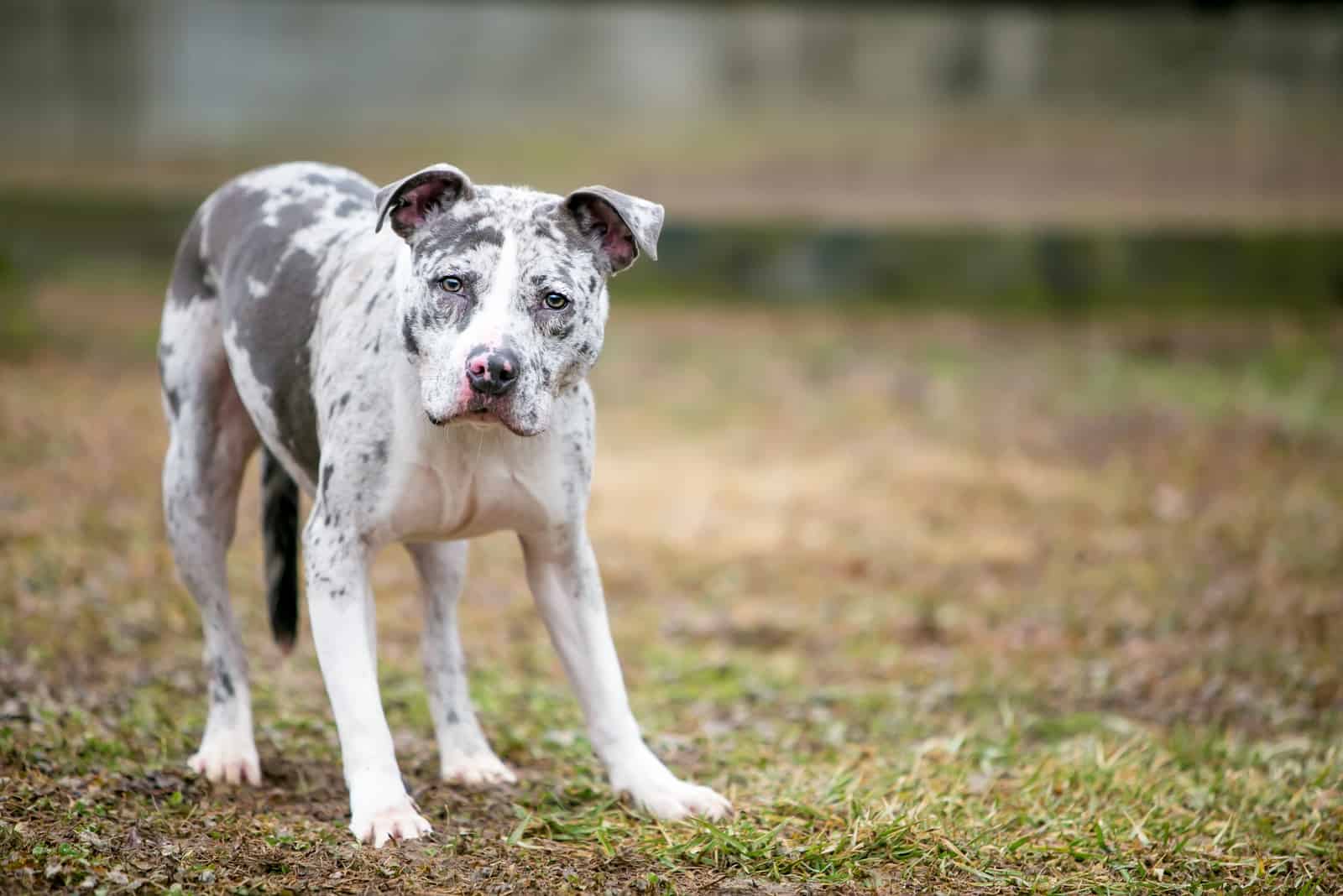 A Catahoula Leopard Dog x Pit Bull Terrier mixed breed dog displaying nervous body language and looking at the camera