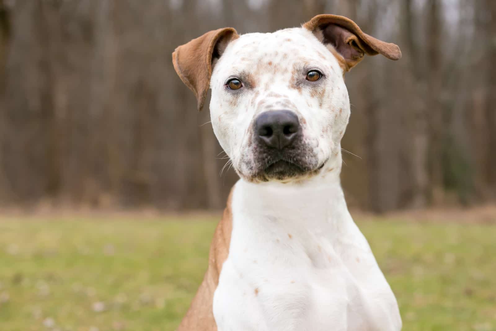 A Catahoula Leopard Dog x Pit Bull Terrier mixed breed dog with freckles on its face