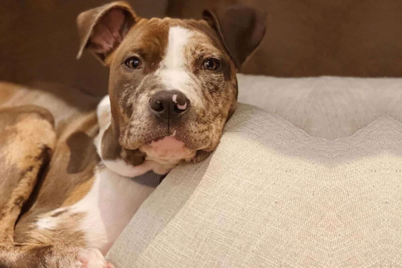 A Catahoula Leopard Dog x Pit Bull lies and rests