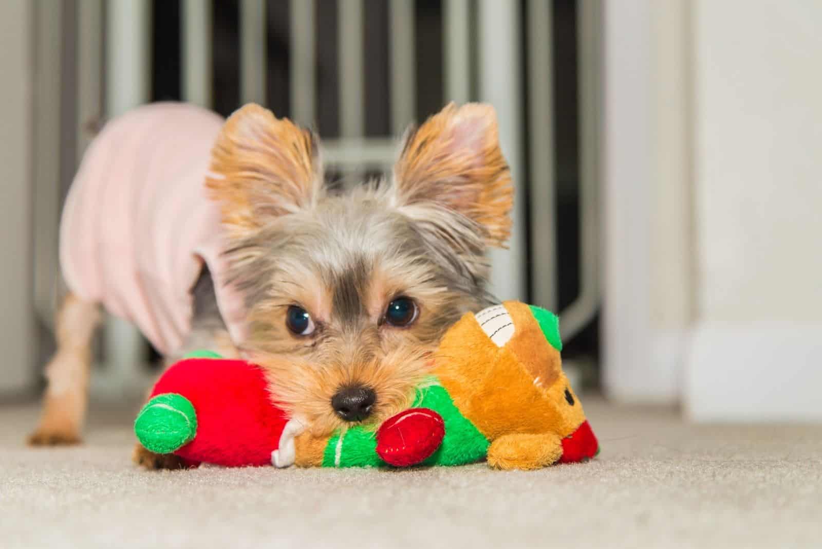 Dani the yorkie playing with her doll