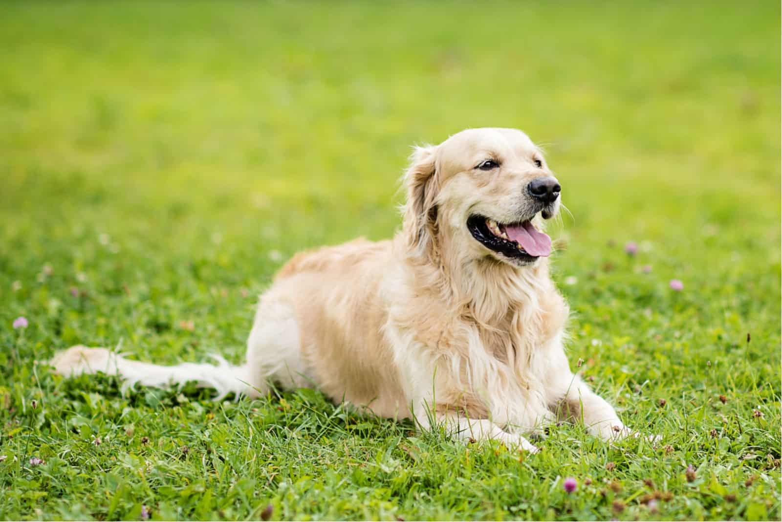 Golden Retrievers lie on the grass