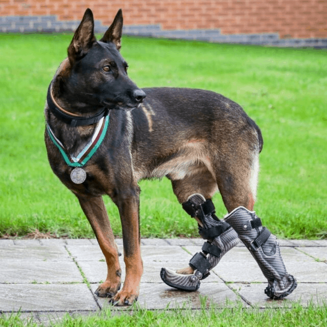 Hero Dog