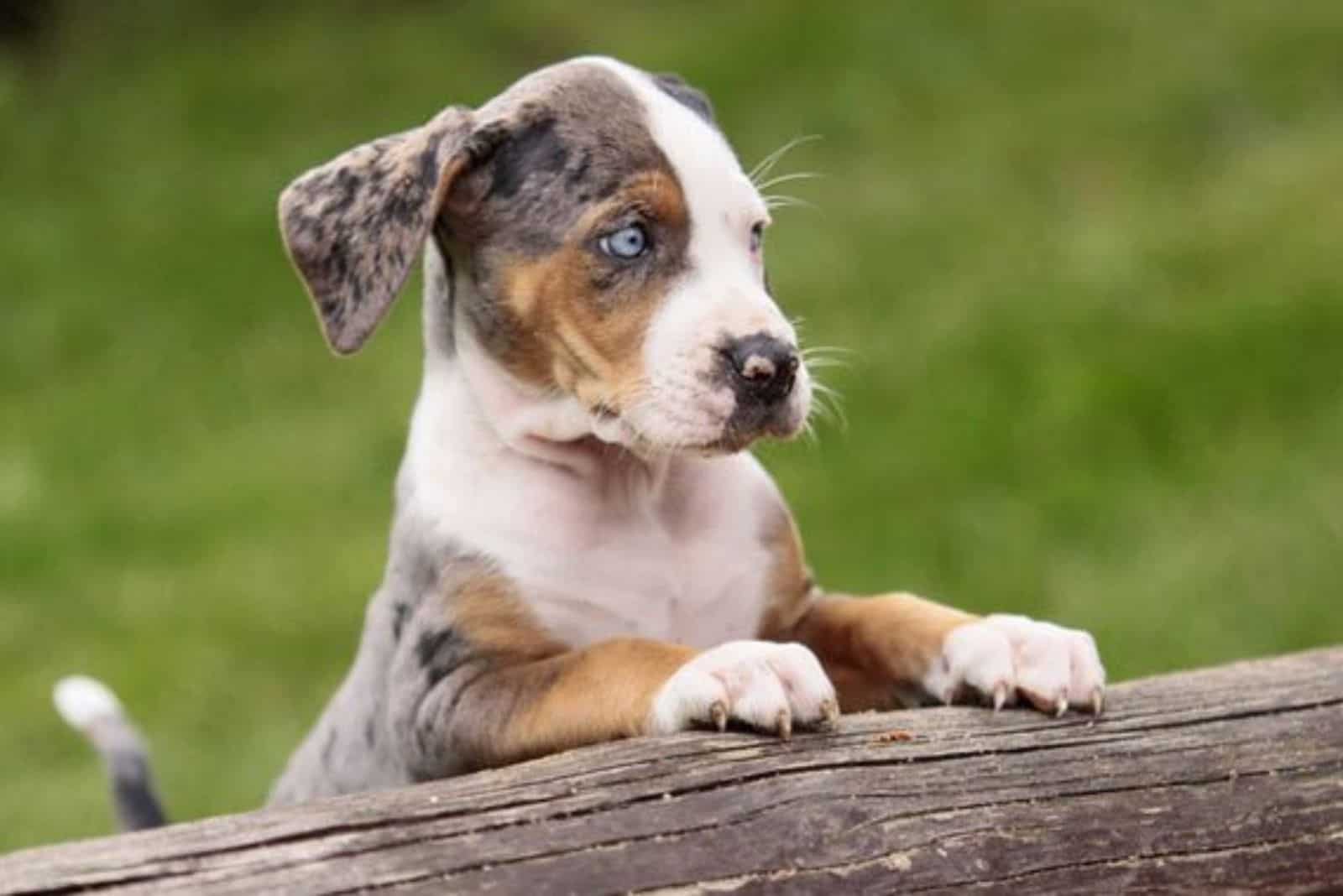 Pitahoula puppy stands by a tree and looks around
