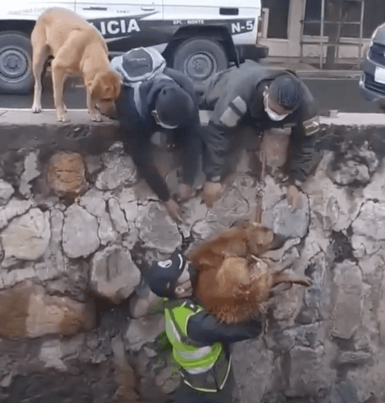 Police Officers Saved A Pup With A Little Help From His Friend