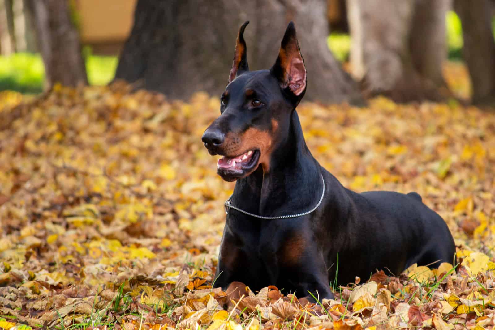 The Doberman lies on a leaf