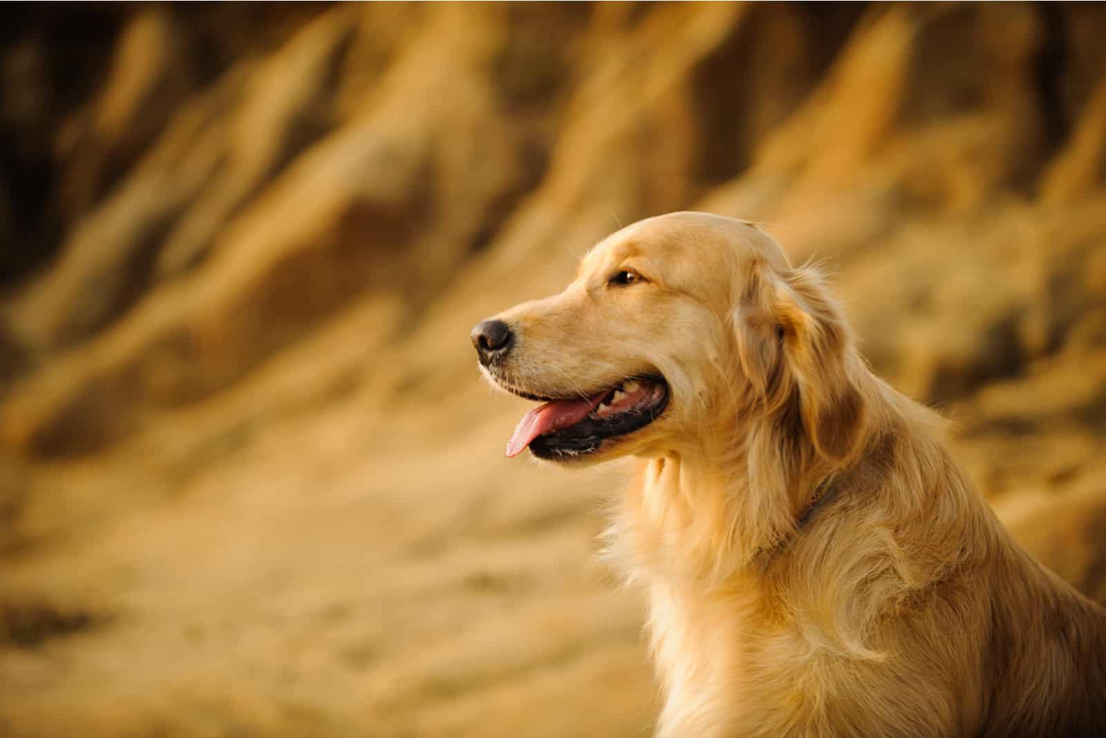 The Golden Retriever sits and looks ahead