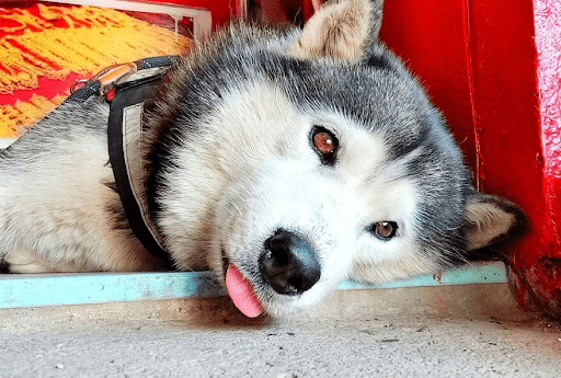The Siberian Husky with brown eyes