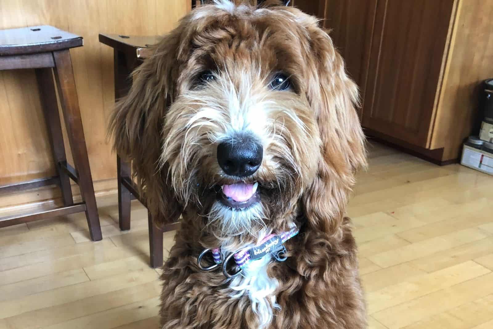 Tuxedo Labradoodle sits and looks in front of him