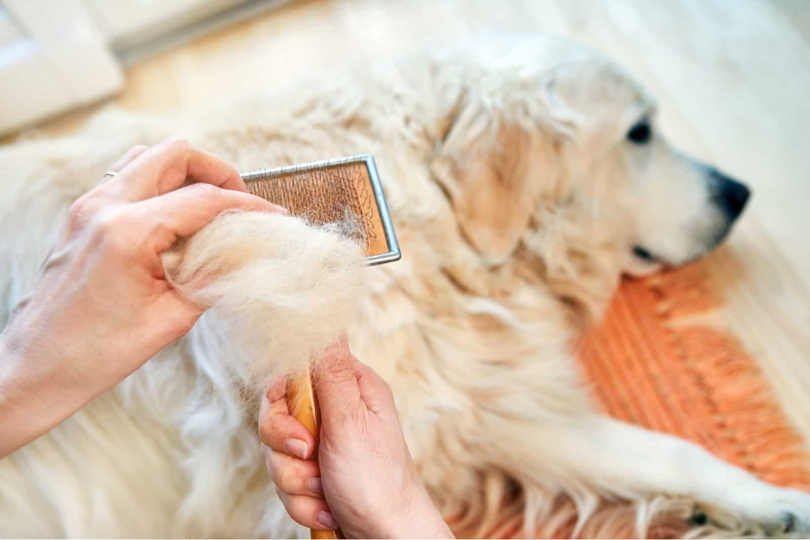 Woman combs old Golden Retriever