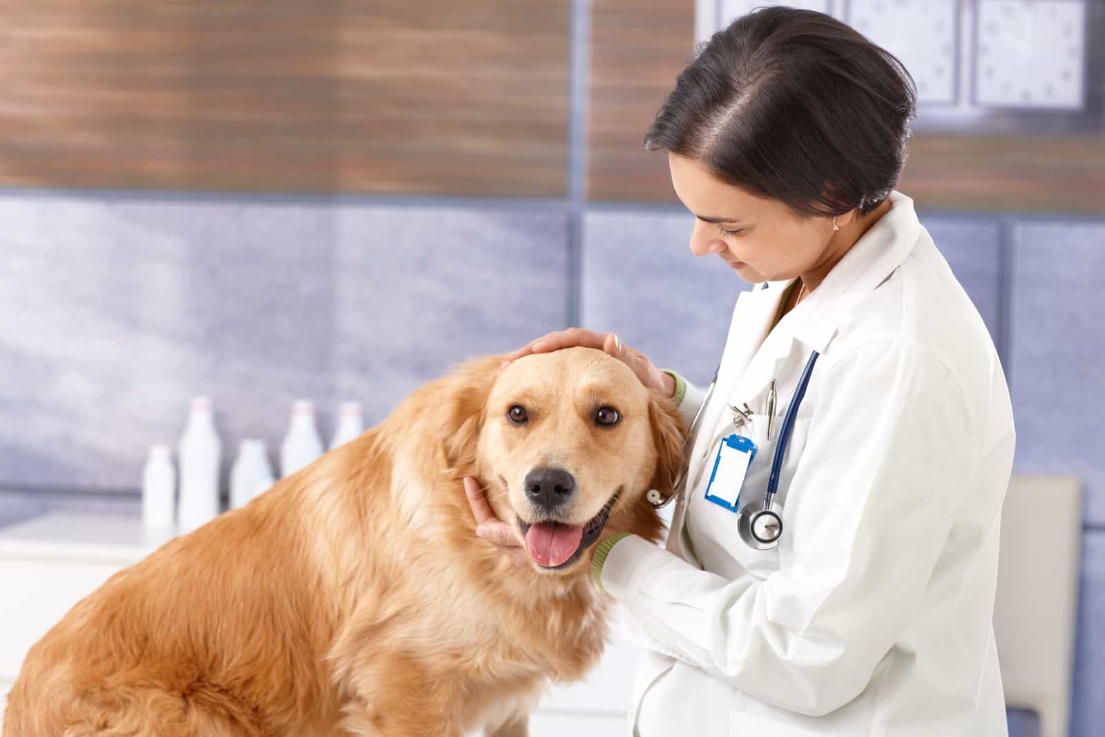 Young veterinarian examining cute golden retriever