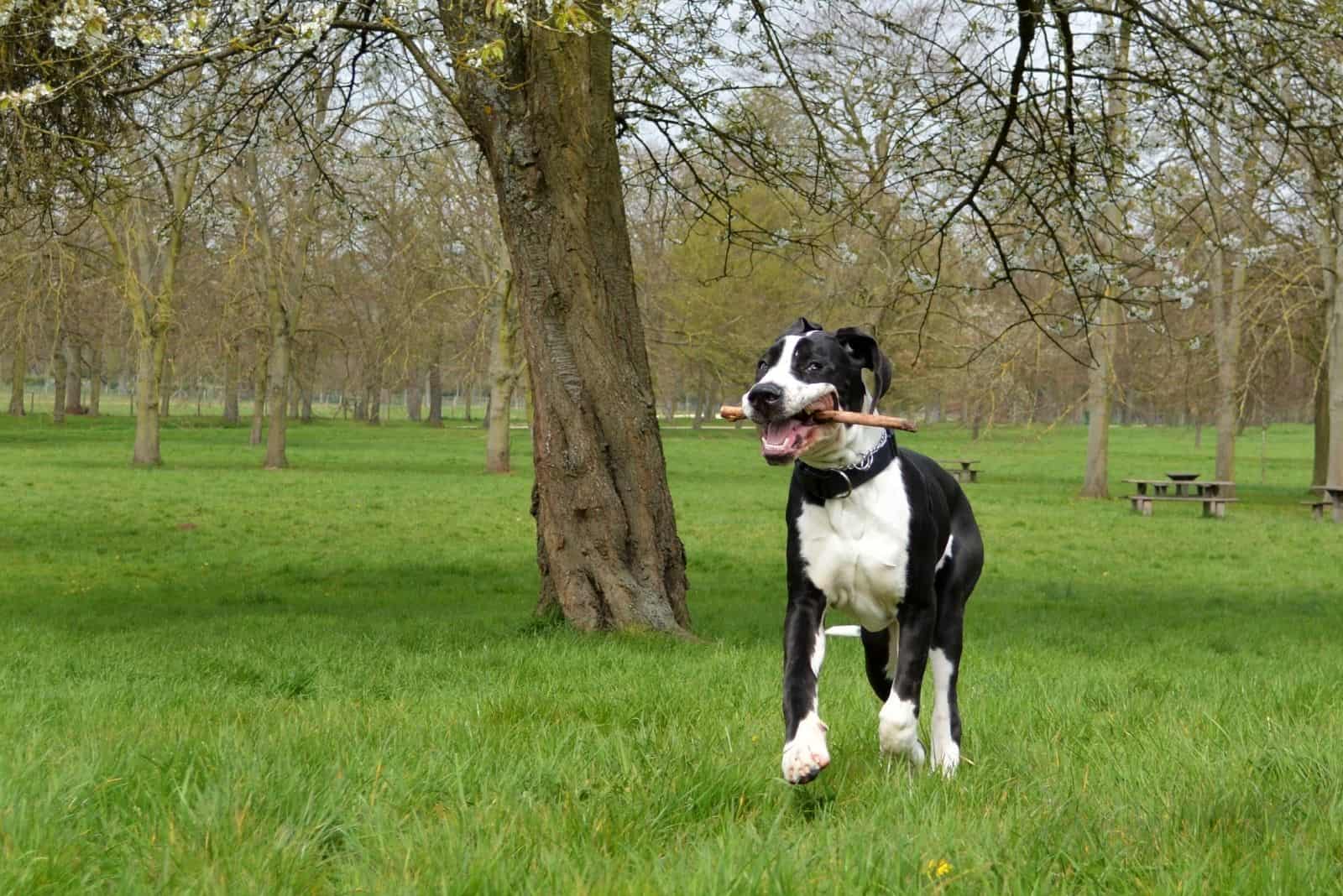 black and white young great dane mix outdoors under a tree