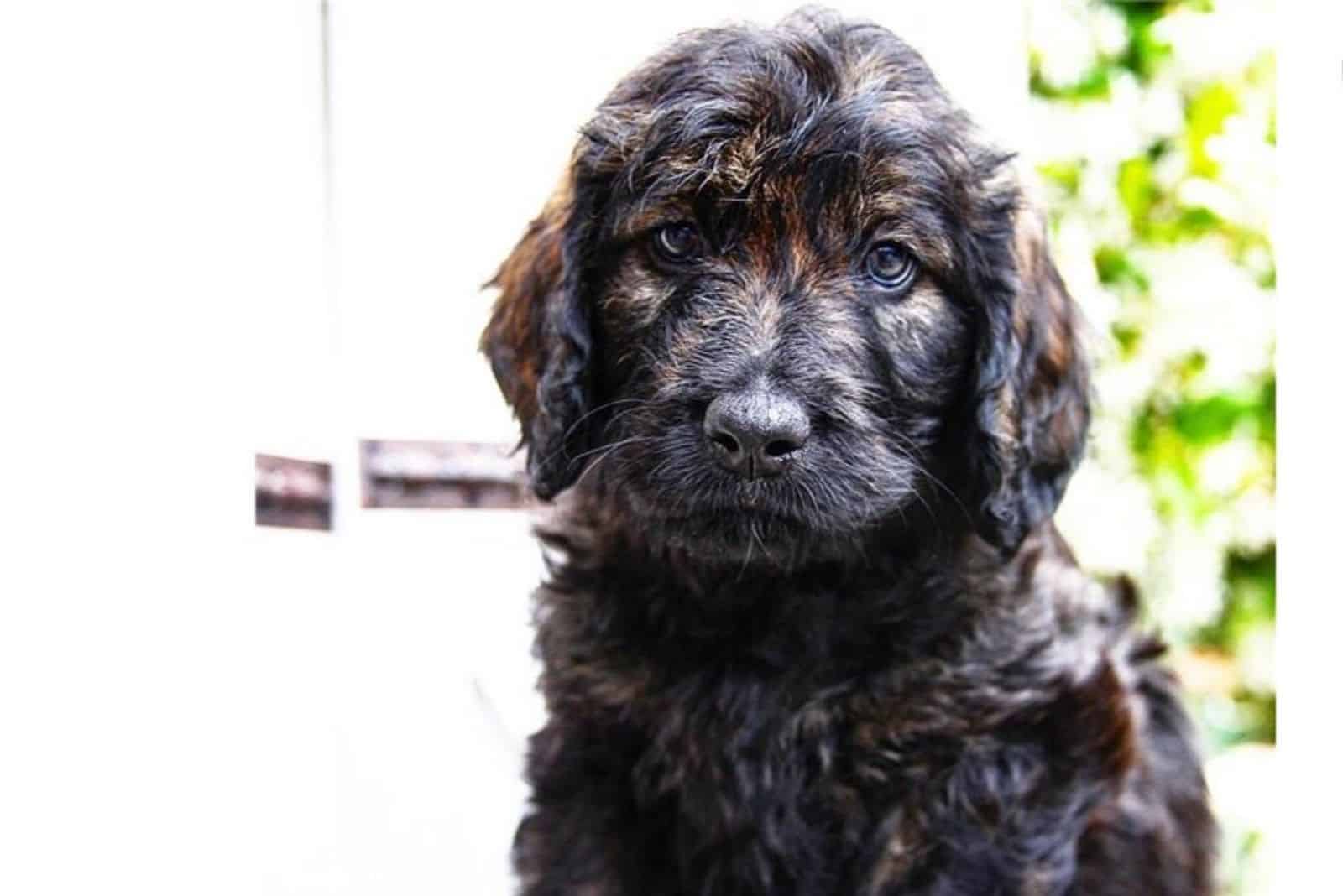 black cute Phantom Labradoodle